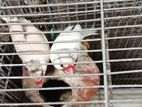 Java 12 Breeding Pairs