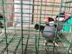 Java Bird Breeding Pair