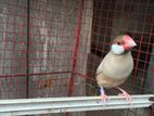 Java Bird