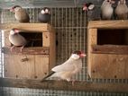 Java bird