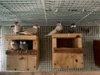 Java bird