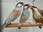 Java bird