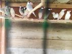 Java Birds