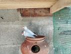Java Birds