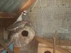 Java Birds