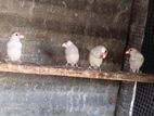 Java Birds