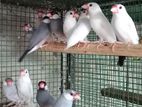 Java Birds