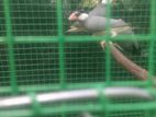 Java Birds