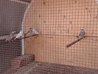 Java Birds