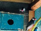 Java Love Birds