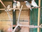 Java Birds