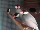 java birds
