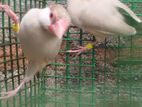 java birds