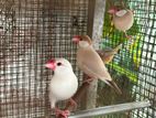 Java Birds
