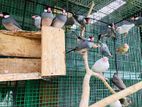 Java Birds