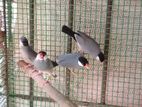 Java Birds