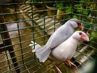 Java Breeding Pair