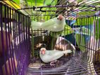 Java Birds