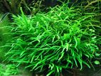 Java Fern Narrow Leaf (aquarium Plants)