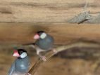 Java Finches