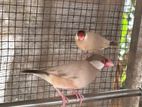Java Finches