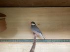 Java Finches (Sparrow)