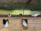 Java Birds