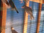 Java Birds