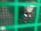 Java Finches