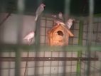 Java Finches Birds