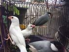 Java Sparrows