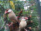 Java Silver Bird
