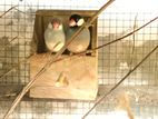 Java Sparrow Breeding Pair