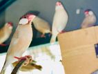 Java Sparrow Finch Fawn Colour