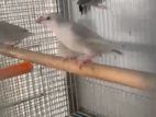 Java sparrow