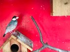 Java sparrow gray