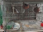 Java Sparrows