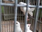 Java Birds