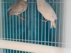 Jawa Bird