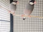 Jawa Birds