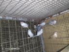 Jawa Birds