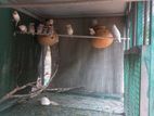 Jawa birds with cage