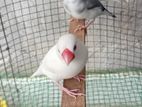 Jawa Finches Birds
