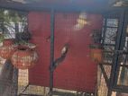 Jawa Birds