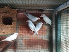 Java Birds
