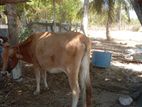 Farm Cow