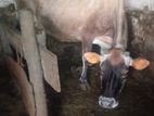 Jersey Cow