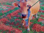 Jersey Cow
