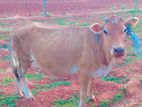 Farm Cow