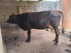 Jersey Cow